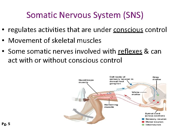 Somatic Nervous System (SNS) • regulates activities that are under conscious control • Movement