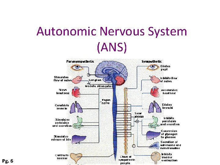 Autonomic Nervous System (ANS) Pg. 6 