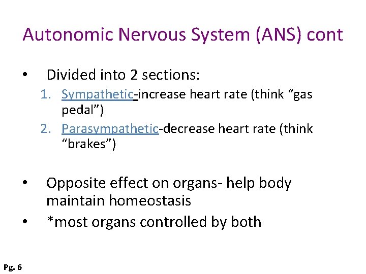 Autonomic Nervous System (ANS) cont • Divided into 2 sections: 1. Sympathetic-increase heart rate