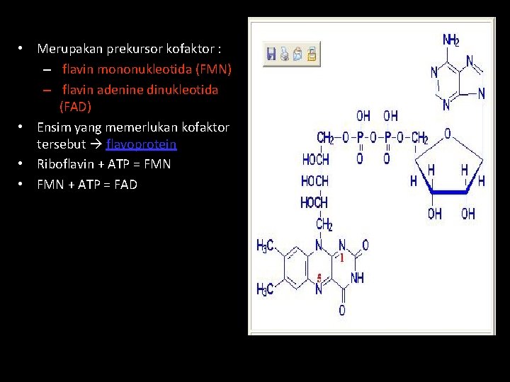  • Merupakan prekursor kofaktor : – flavin mononukleotida (FMN) – flavin adenine dinukleotida