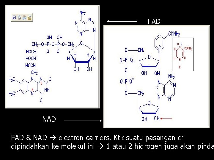 FAD NAD FAD & NAD electron carriers. Ktk suatu pasangan edipindahkan ke molekul ini