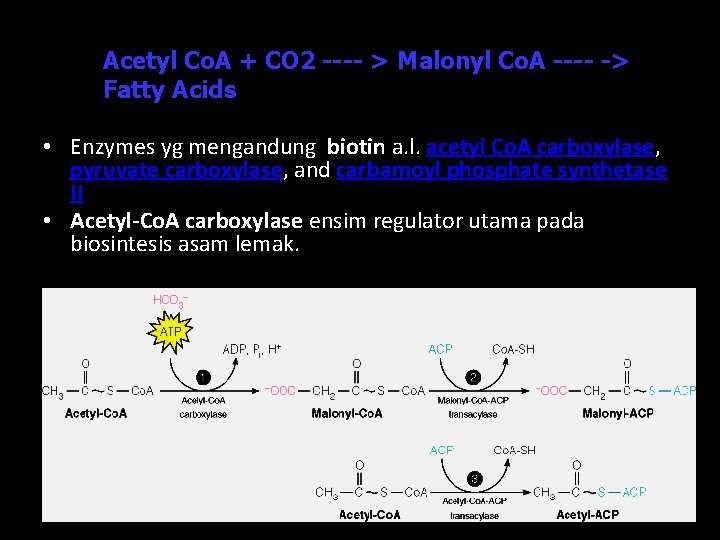 Acetyl Co. A + CO 2 ---- > Malonyl Co. A ---- -> Fatty