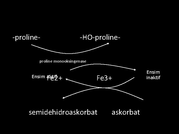 -proline- -HO-proline- proline monooksingenase Fe 2+ Ensim aktif Fe 3+ semidehidroaskorbat Ensim inaktif 