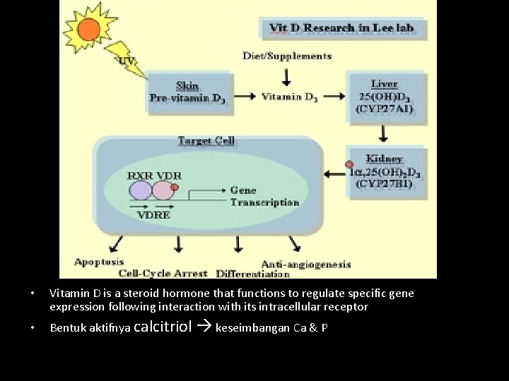  • Vitamin D is a steroid hormone that functions to regulate specific gene