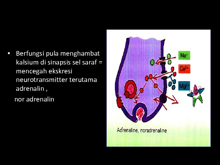  • Berfungsi pula menghambat kalsium di sinapsis sel saraf = mencegah ekskresi neurotransmitter