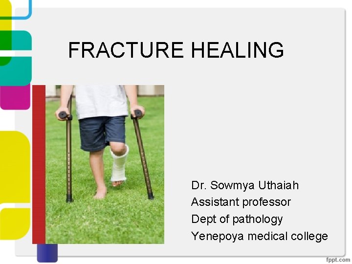 FRACTURE HEALING Dr. Sowmya Uthaiah Assistant professor Dept of pathology Yenepoya medical college 