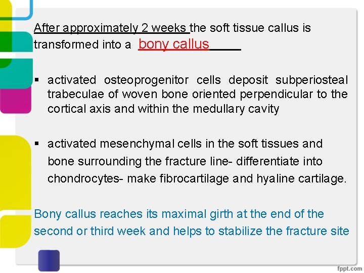 After approximately 2 weeks the soft tissue callus is transformed into a bony callus