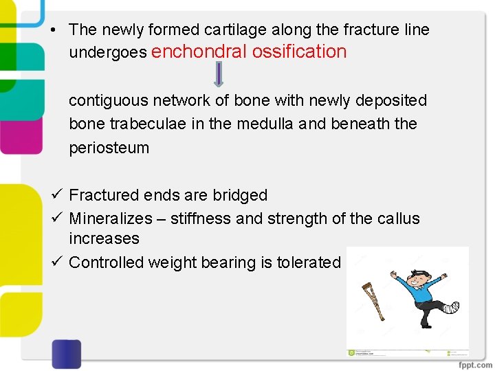  • The newly formed cartilage along the fracture line undergoes enchondral ossification contiguous