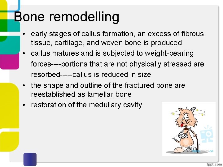 Bone remodelling • early stages of callus formation, an excess of fibrous tissue, cartilage,