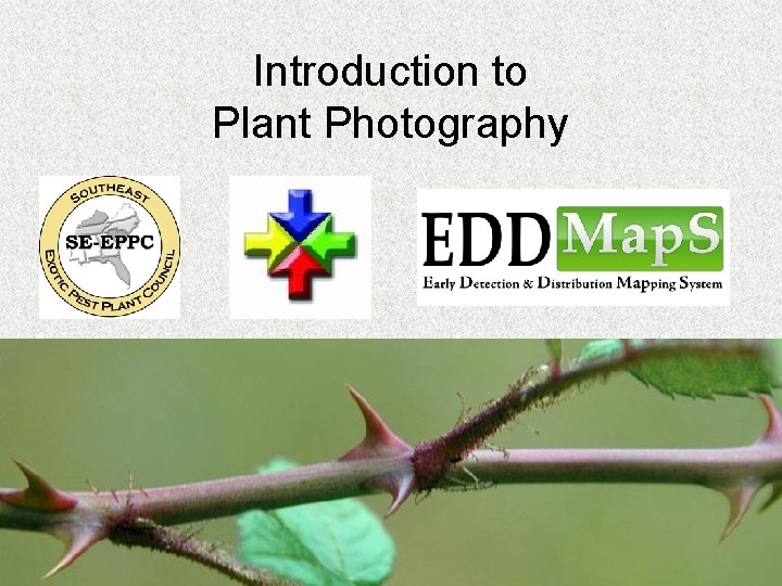 Introduction to Plant Photography 