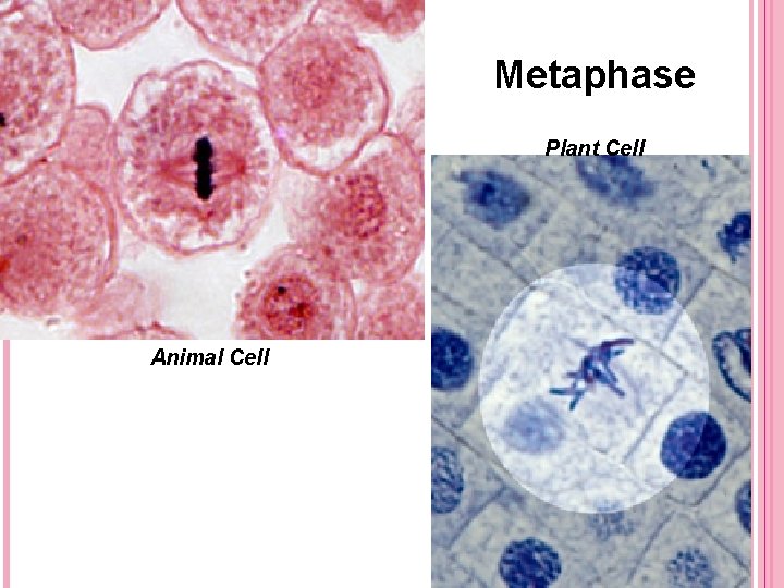 Ch 7 Cell Cycle Purpose Of Cell Division