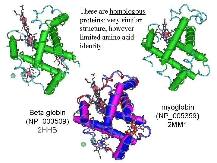 These are homologous proteins: very similar structure, however limited amino acid identity. Beta globin