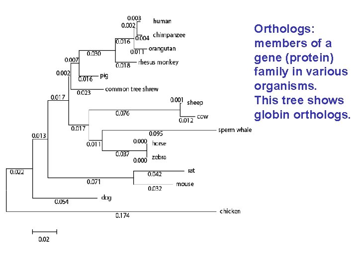 Orthologs: members of a gene (protein) family in various organisms. This tree shows globin