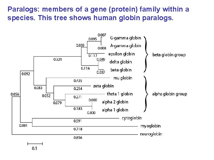 Paralogs: members of a gene (protein) family within a species. This tree shows human