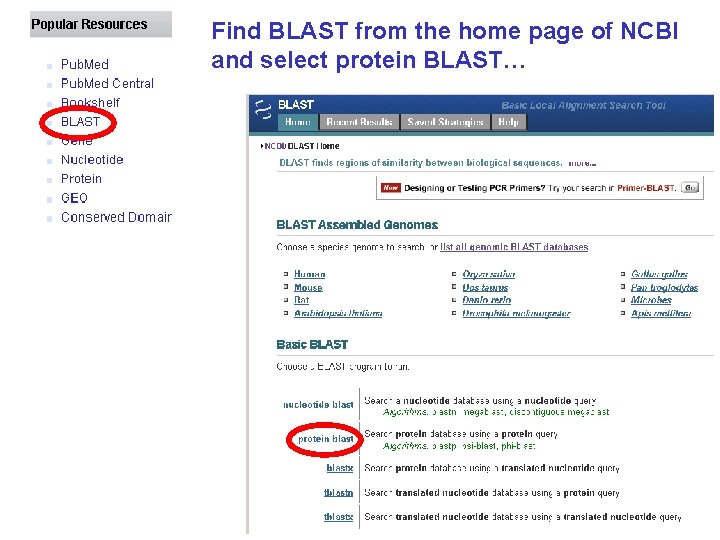 Find BLAST from the home page of NCBI and select protein BLAST… 