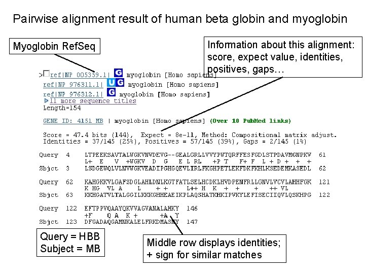 Pairwise alignment result of human beta globin and myoglobin Myoglobin Ref. Seq Query =