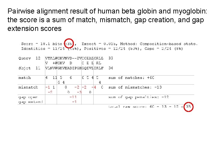 Pairwise alignment result of human beta globin and myoglobin: the score is a sum