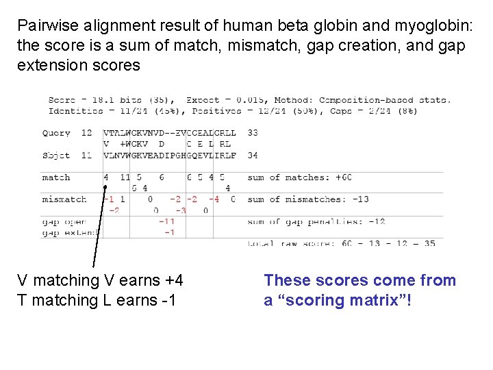 Pairwise alignment result of human beta globin and myoglobin: the score is a sum