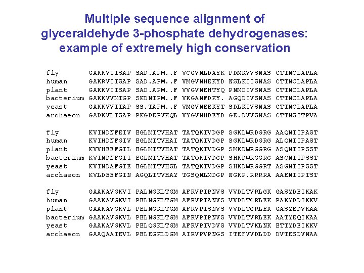 Multiple sequence alignment of glyceraldehyde 3 -phosphate dehydrogenases: example of extremely high conservation fly
