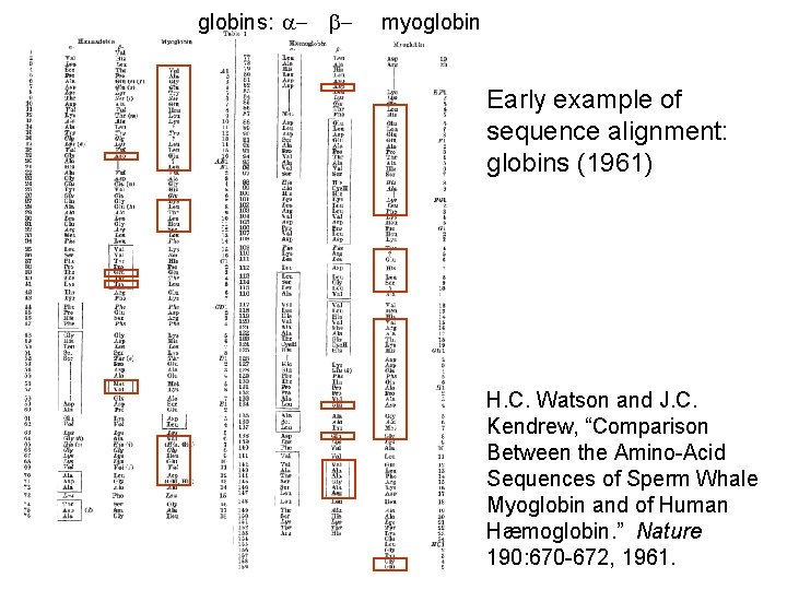 globins: a- b- myoglobin Early example of sequence alignment: globins (1961) H. C. Watson