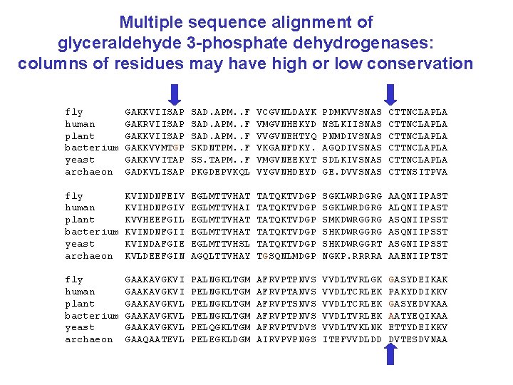 Multiple sequence alignment of glyceraldehyde 3 -phosphate dehydrogenases: columns of residues may have high