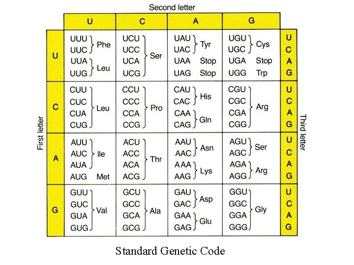 Standard Genetic Code 