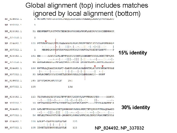 Global alignment (top) includes matches ignored by local alignment (bottom) 15% identity 30% identity