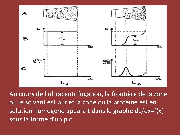 Au cours de l’ultracentrifugation, la frontière de la zone ou le solvant est pur