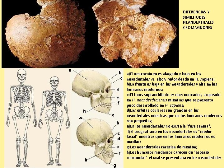 DIFERENCIAS Y SIMILITUDES NEANDERTHALES CROMAGNONES a)El neurocráneo es alargado y bajo en los neandertales