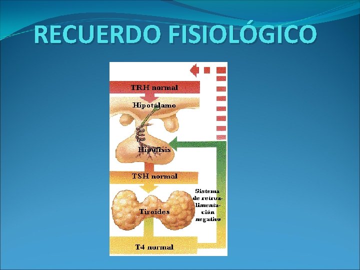 RECUERDO FISIOLÓGICO 