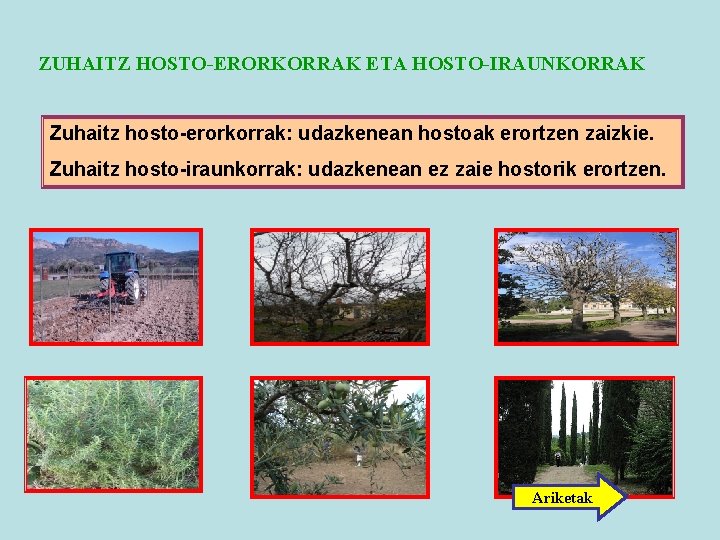 ZUHAITZ HOSTO-ERORKORRAK ETA HOSTO-IRAUNKORRAK Zuhaitz hosto-erorkorrak: udazkenean hostoak erortzen zaizkie. Zuhaitz hosto-iraunkorrak: udazkenean ez