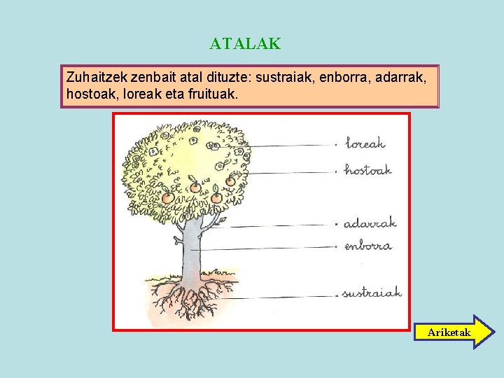 ATALAK Zuhaitzek zenbait atal dituzte: sustraiak, enborra, adarrak, hostoak, loreak eta fruituak. Ariketak 