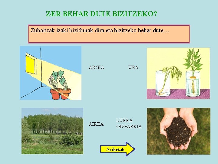 ZER BEHAR DUTE BIZITZEKO? Zuhaitzak izaki bizidunak dira eta bizitzeko behar dute… ARGIA AIREA