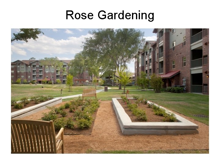 Rose Gardening 