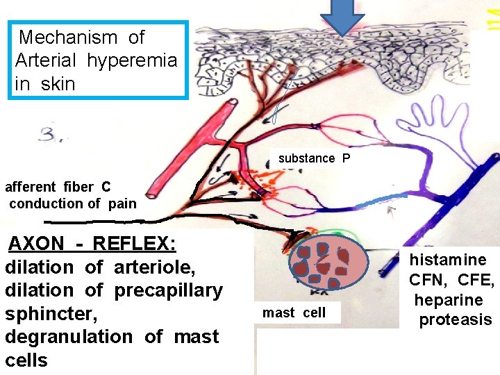 Mechanism of Arterial hyperemia in skin substance P afferent fiber C conduction of pain