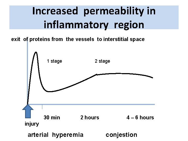 Increased permeability in inflammatory region exit of proteins from the vessels to interstitial space