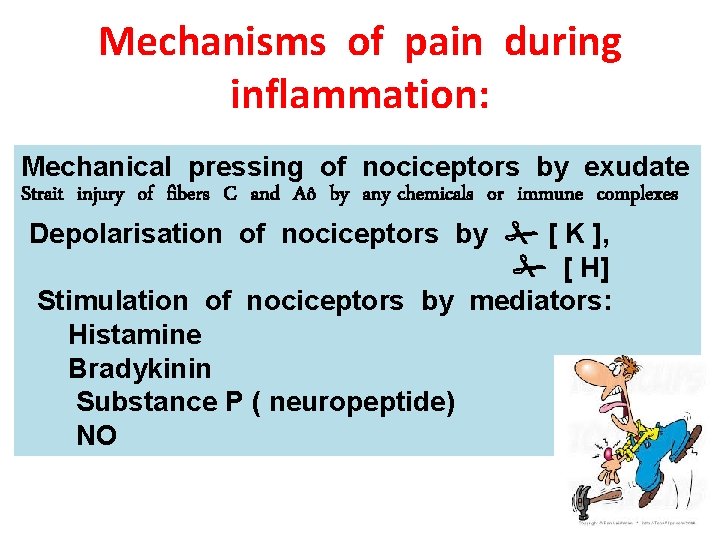 Mechanisms of pain during inflammation: Mechanical pressing of nociceptors by exudate Strait injury of