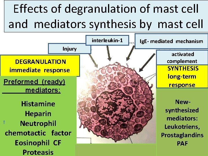 Effects of degranulation of mast cell and mediators synthesis by mast cell interleukin-1 Injury