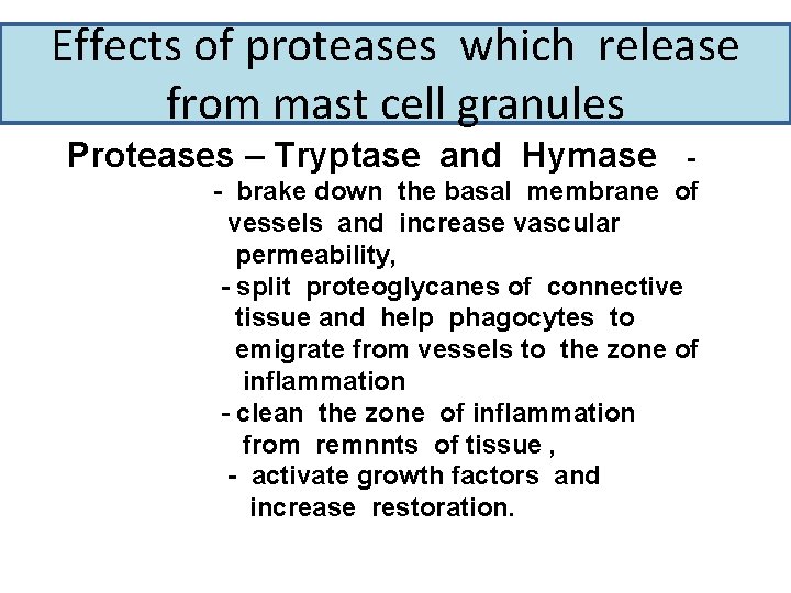 Effects of proteases which release from mast cell granules Proteases – Tryptase and Hymase