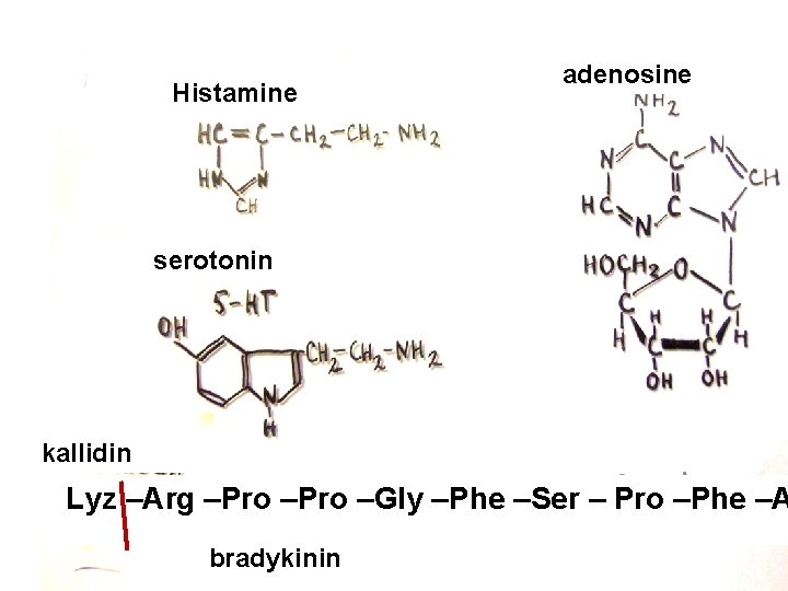 Histamine adenosine serotonin kallidin Lyz –Arg –Pro –Gly –Phe –Ser – Pro –Phe –A