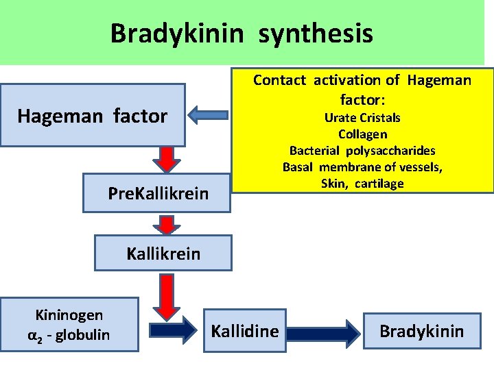 Bradykinin synthesis Hageman factor Contact activation of Hageman factor: Urate Cristals Collagen Bacterial polysaccharides