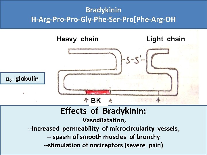 Bradykinin H-Arg-Pro-Gly-Phe-Ser-Pro[Phe-Arg-OH Heavy chain Light chain α 2 - globulin BK Effects of Bradykinin: