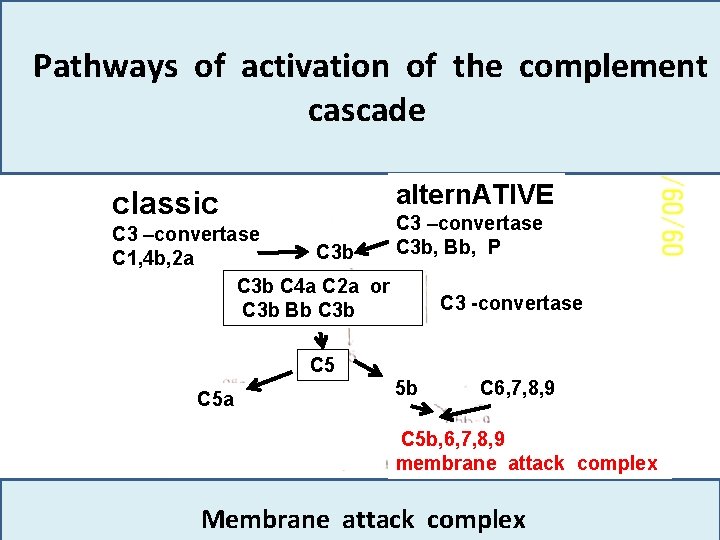 Pathways of activation of the complement cascade altern. ATIVE classic C 3 –convertase C