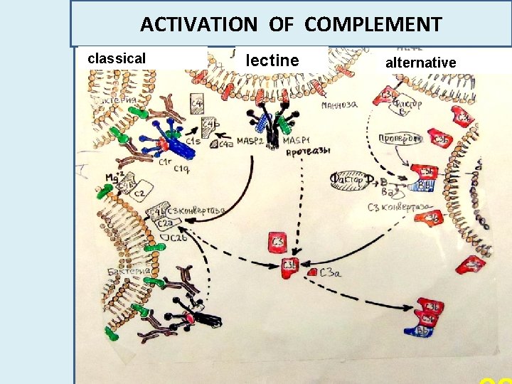 ACTIVATION OF COMPLEMENT classical lectine alternative 