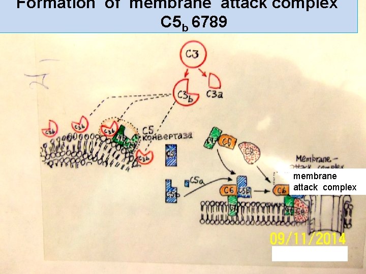 Formation of membrane attack complex C 5 b 6789 membrane attack complex 