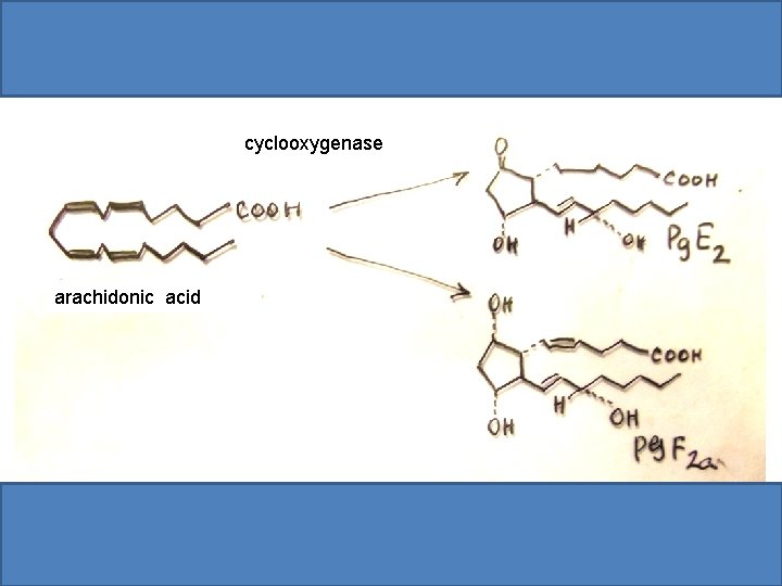 cyclooxygenase arachidonic acid 