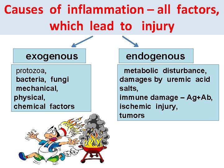 Causes of inflammation – all factors, which lead to injury exogenous protozoa, bacteria, fungi