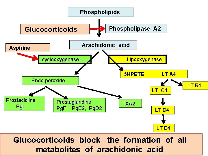 Phospholipids Phospholipase А 2 Glucocorticoids Arachidonic acid Аspirine cyclooxygenase Lipooxygenase 5 НРЕТЕ LТ А