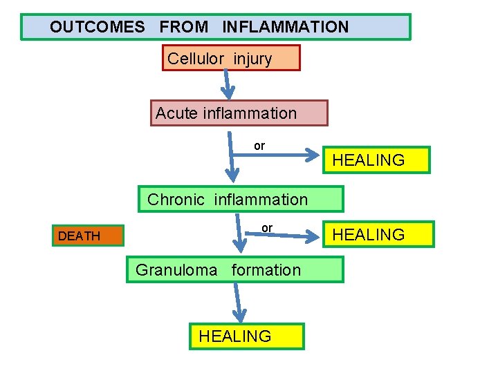 OUTCOMES FROM INFLAMMATION Cellulor injury Acute inflammation or HEALING Chronic inflammation DEATH or Granuloma