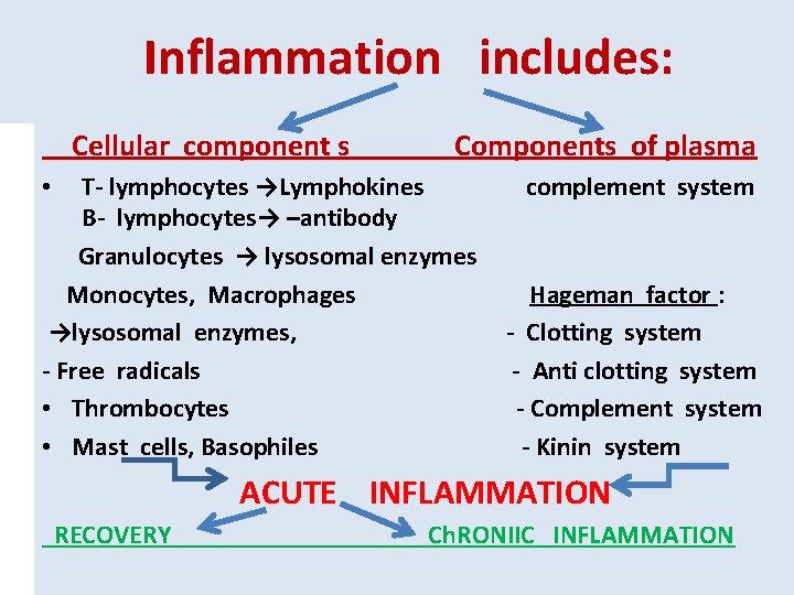Inflammation includes: Cellular component s Components of plasma Т- lymphocytes →Lymphokines В- lymphocytes→ –antibody